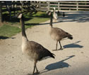 Canada Goose